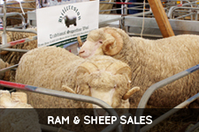 Ram and Sheep Sales